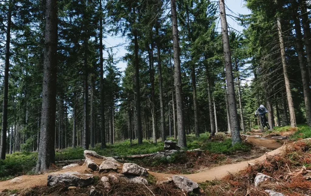 Mountainbiker fährt über eine wellige Trailpassage zwischen Bäumen im Bikepark 1024.